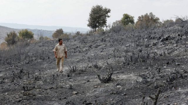 رجل ينظر إلى أرض زراعية محترقة بالقرب من طرطوس، سوريا (11 تشرين الأول 2020)