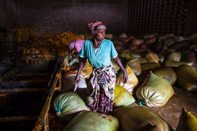 Pabrik sabun kristal di Butembo, Republik Demokrasi Kongo, terpaksa menggunakan uap hasil menjerang air dengan kayu bakar, karena lamngkanya listrik di kawasan itu. Salah satu bahan utama pembuatan sabun itu adalah minyak kelapa sawit.