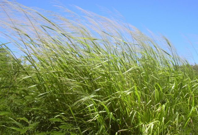 หญ้ากินี (Guinea grass) เป็นหนึ่งในวัสดุที่ใช้ทำเตียงนอนหลังแรก ๆ ในยุคก่อนประวัติศาสตร์