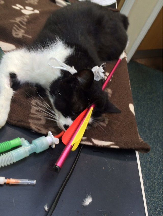 Birmingham cat shot in head with bow and arrow BBC News(02)