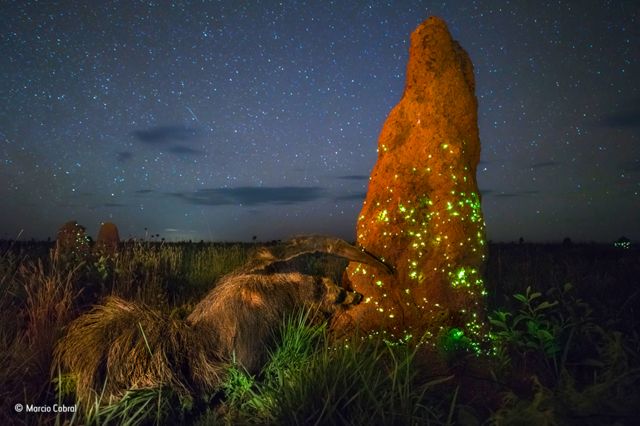 Falcon Annihilates Fox and Deer « Hunting & Taxidermy :: WonderHowTo