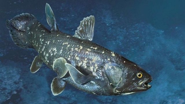 Coelacanths hupatikana katika maeneo ya mwambao wa Indonesia na bahari ya Hindi