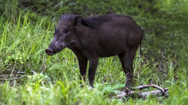 காட்டுப் பன்றி