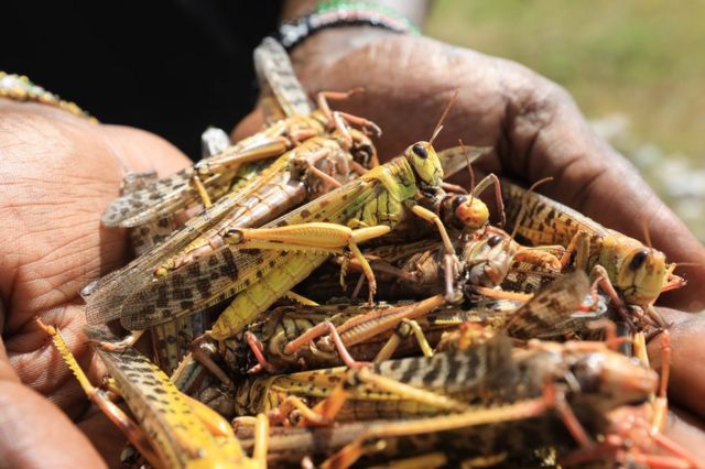 A local tour guide holds a handful of dead desert locusts