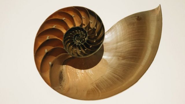 Bisected nautilus shell