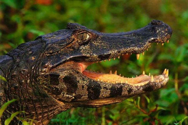A crocodile with its mouth open