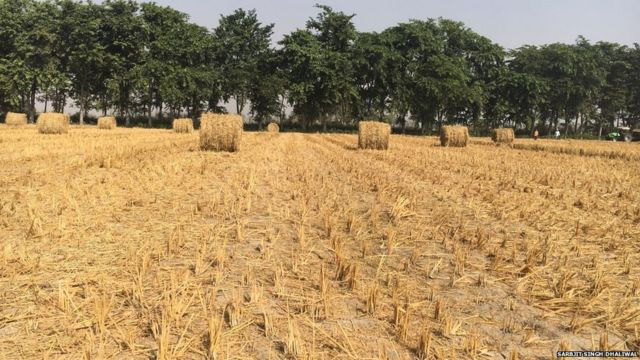 Stubble burning