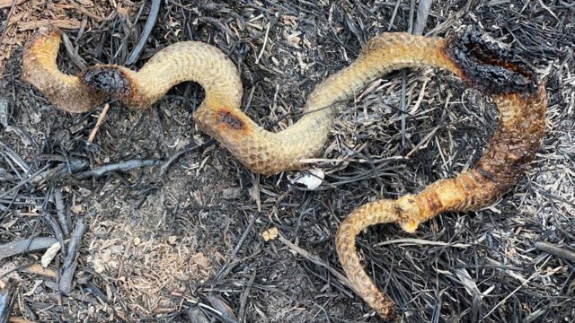 Cobra morta em incêndio do Pantanal