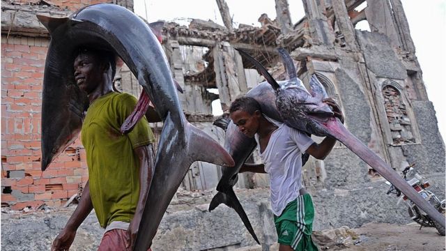 Великий марлін затяг рибалку у відкрите море - BBC News Україна