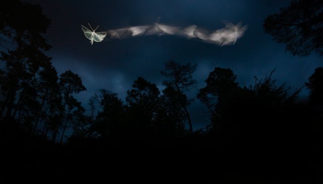 Moths at dusk in Őrségi National Park, Hungary