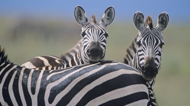 зебры в Африке