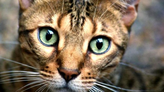 Реферат: Степная кошка Реферат: Степная кошка