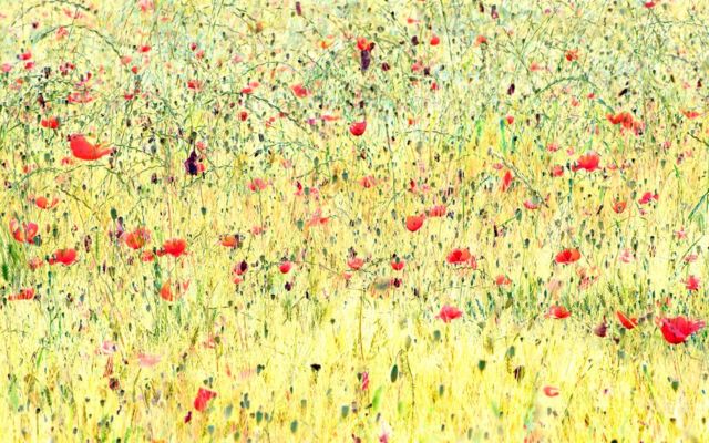 صورة مليئة بالألوان لزهور الخشخاش