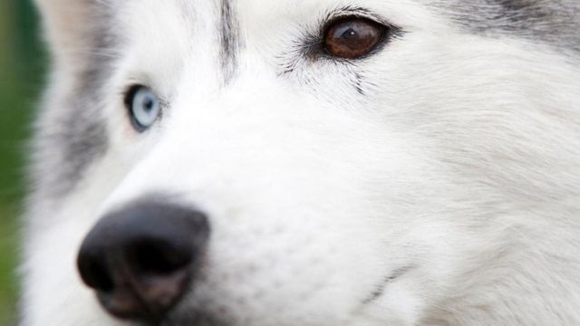 Pavor de rato? Descobriram uma espécie gigante que abre cocos com