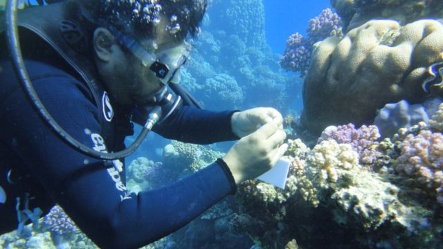 الخبير المصري، منتصر الحمادي، المختص في شعاب المرجان
