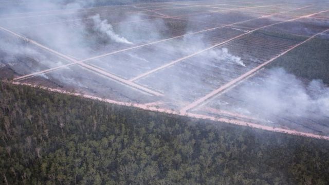 Papua, pembakaran hutan, perkebunan sawit, PT Dongin Prabhawa