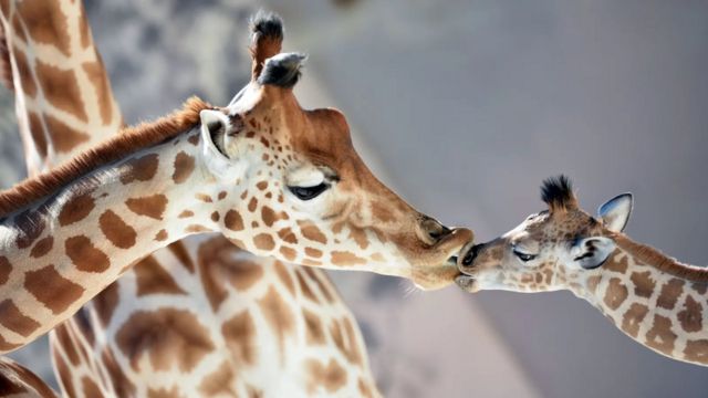 长颈鹿的脖子特别长，所以需要保持极高的血压(photo:BBC)