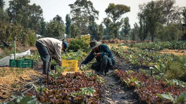 ஆஸ்டெக் பழங்குடியினரின் மிதக்கும் தோட்டங்கள்