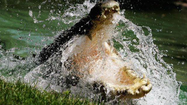 Crocodilo de água salgada é um dos mais perigosos na Austrália