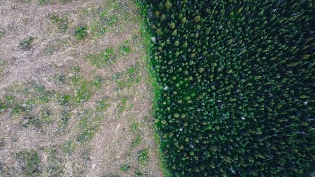 A drone image showing a cut down forest