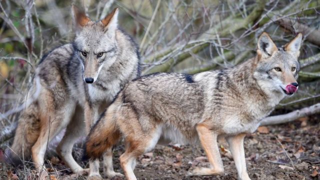 Two coyotes stands in the animal park of Sainte-Croix on November 22, 2018, in Rhodes, eastern France