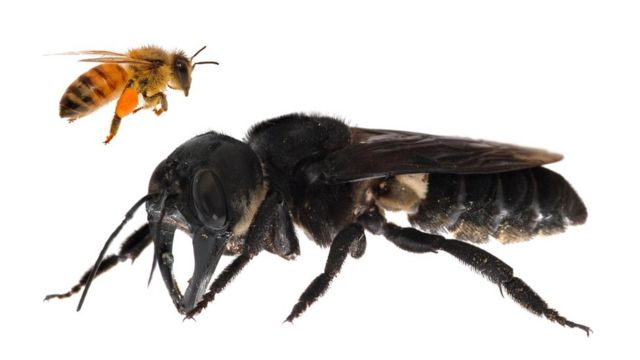 Size comparison of Wallace's giant bee and a honeybee