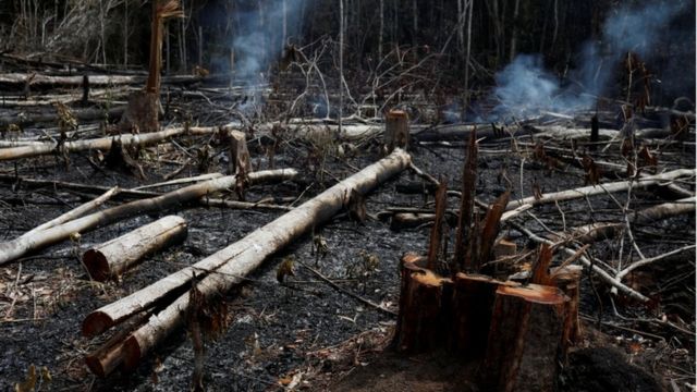 Troncos quemados en el Amazonas.