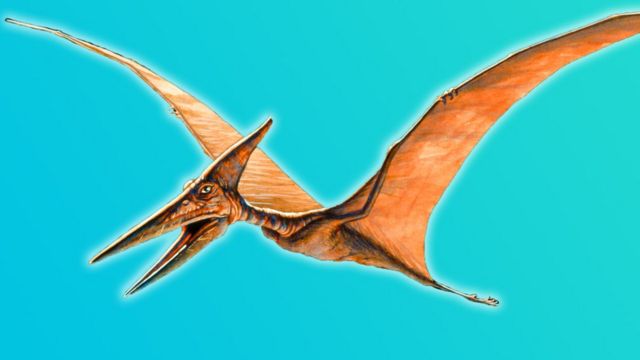 Pterodactyls took millions of years to become deadly masters of