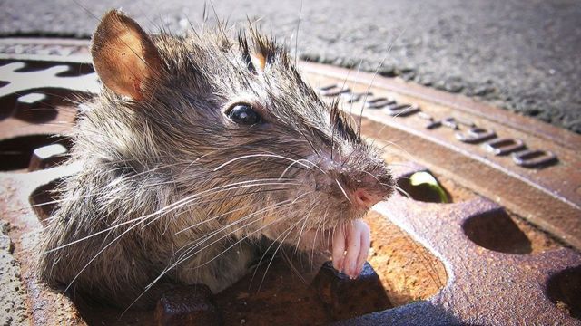 وباء الفئران يُضاف إلى التحديات التي واجهتها مدينة نيويورك في عام 2021