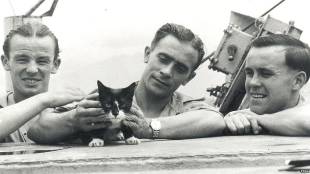 See some of the 67 animals who've been handed the Dickin Medal for bravery - BBC News See some of the 67 animals who've been handed the Dickin Medal for bravery - BBC News