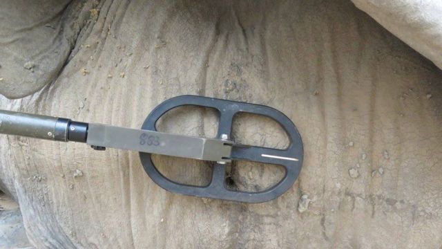 Metal detector over elephant's head