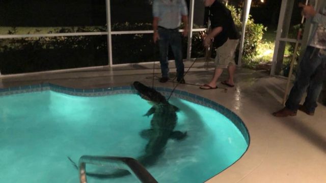 An alligator is dragged from a Florida pool
