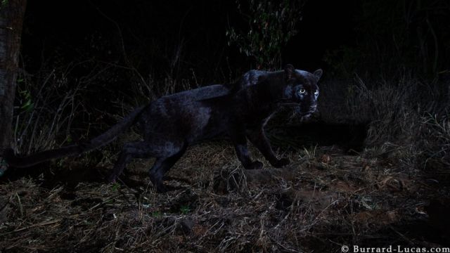 Black panther: Rare animal caught on camera in Kenya - BBC News