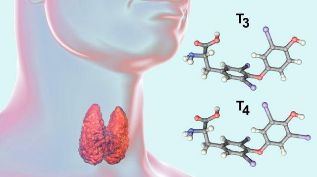 Ilustração de tireoide