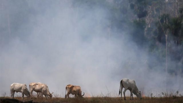 Vacas pastando em rea da Floresta Amaznia que pega fogo, em Rondnia