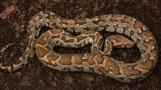 இந்திய மலைப்பாம்பு