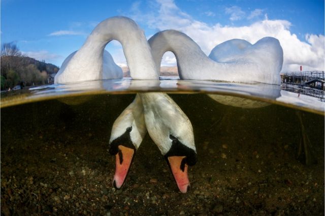 Two swans feeding under the lake water.