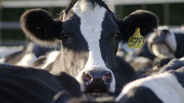 O que aconteceria se o mundo inteiro virasse vegetariano? - BBC News Brasil