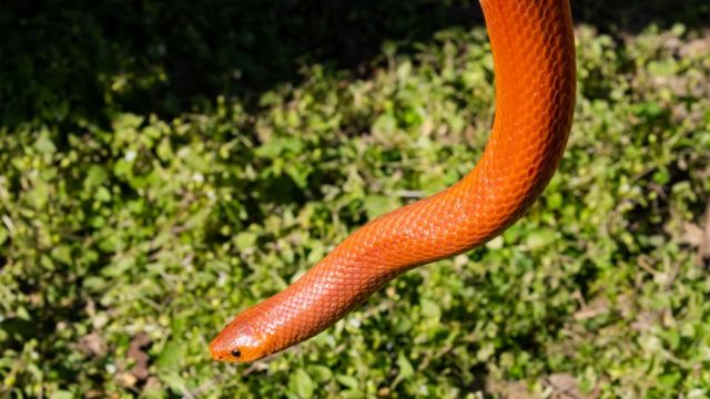 রেড কোরাল কুকরি সাপ