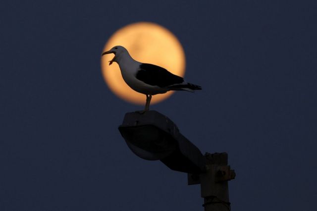 A seagull stands on a lamp post during the blue supermoon in Cape Town, South Africa. Photo: 30 August 2023