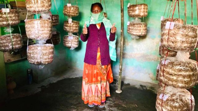 கூரைகளில் கட்டித் தொடங்கவிட்ட பைகளில் வளரும் காளான்கள்