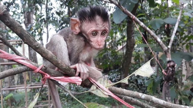 Puluhan Monyet Merusak Rumah Warga Di Lembang Bandung Jangan Salahkan Monyet Bbc News