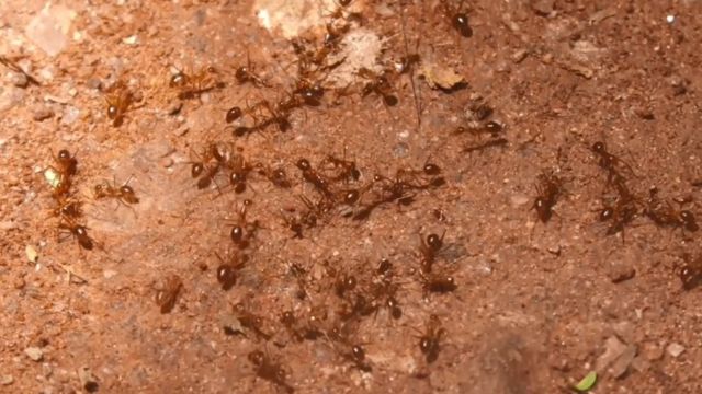 யெல்லோ கிரேஸி எறும்புகள்