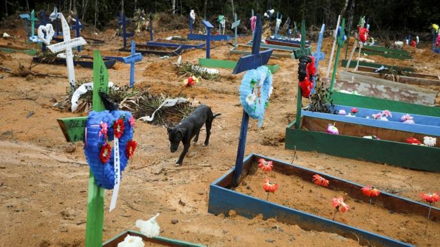 Cachorro anda em meio a túmulos em cemitério em Manaus