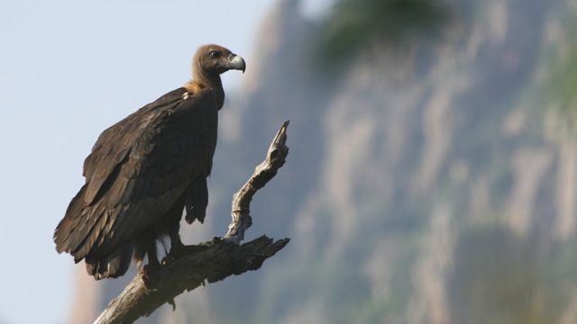 பாறு கழுகுகள்