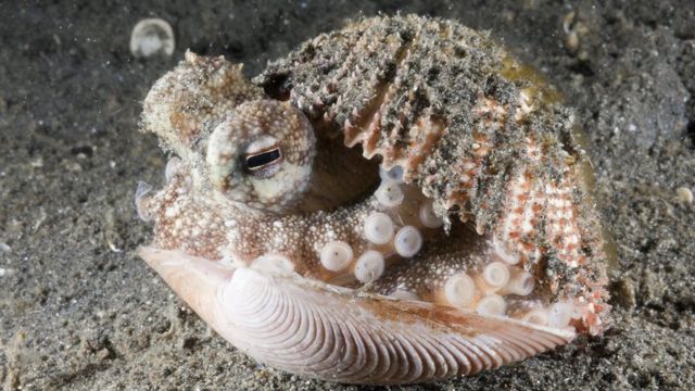 Octopus hidden in a shell.