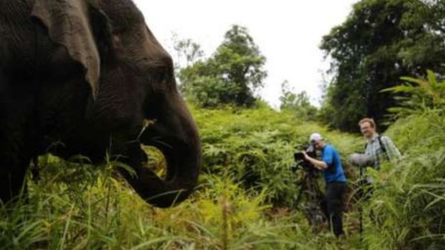 BBC Earth rekam aksi ‘pasukan patroli gajah’ di Riau - BBC News Indonesia