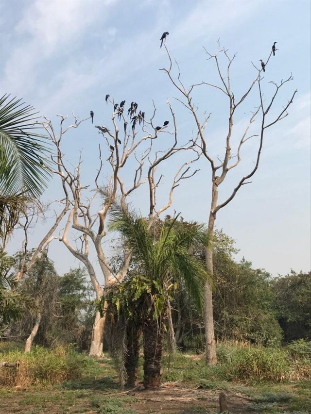 Araras aglomeradas em area nao afetada pelo fogo na fazenda Sao Francisco