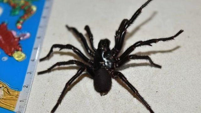 Spider