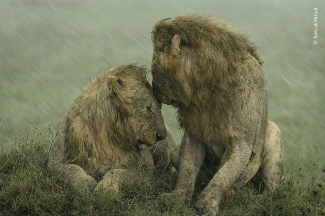 Dois leões machos deitados sob a chuva encostam as testas em no outro